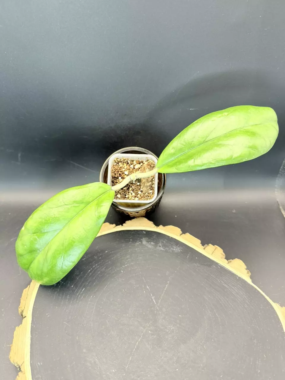 Hoya Viola x Unk # 382 thumbnail