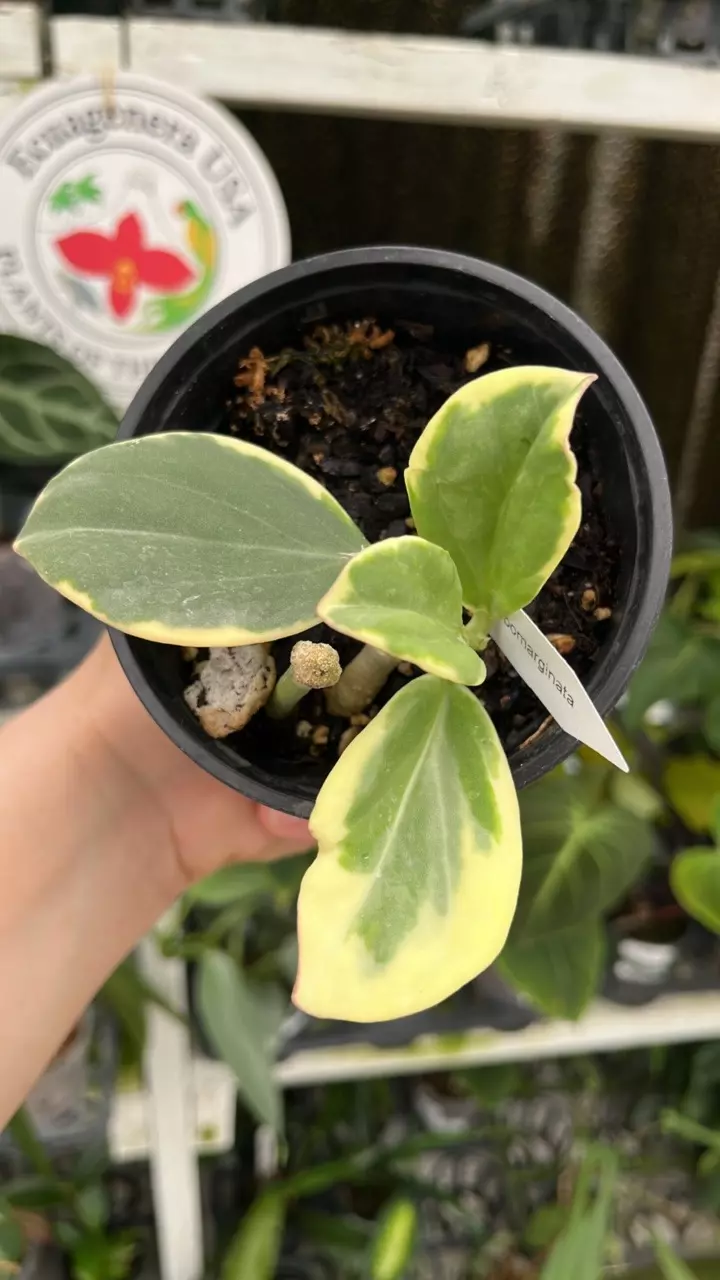 R611 Hoya pachyclada albomarginata thumbnail