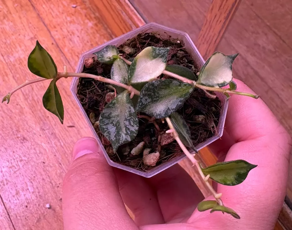 Hoya Curtsii Inner variegated thumbnail