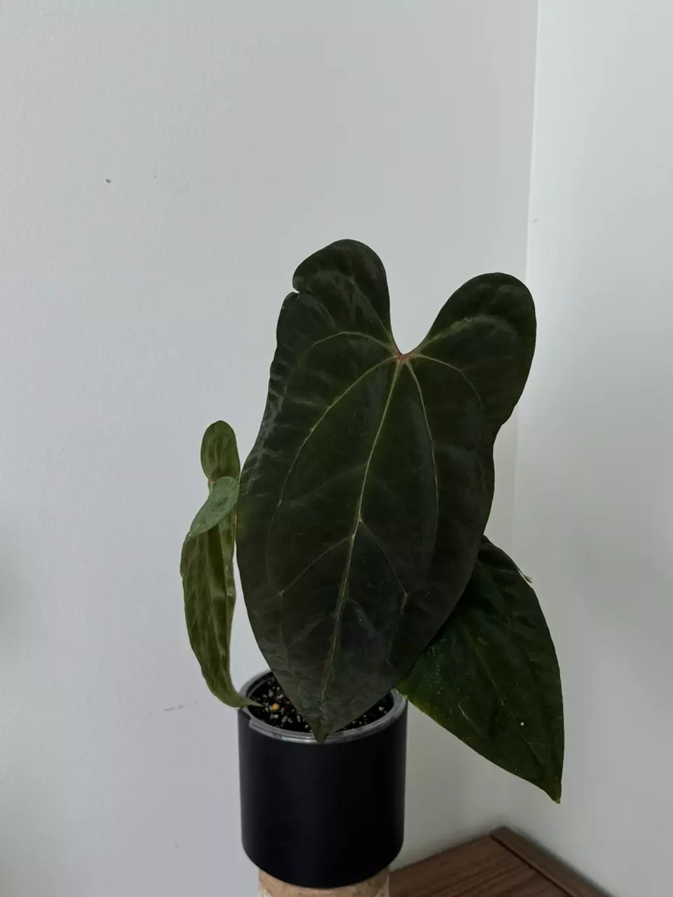 Variegated anthurium AOS x RL thumbnail