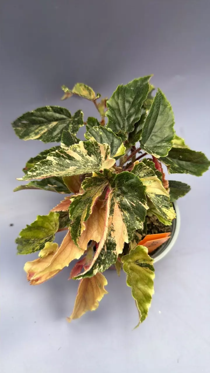 Begonia Ginny Galaxy - 499 thumbnail