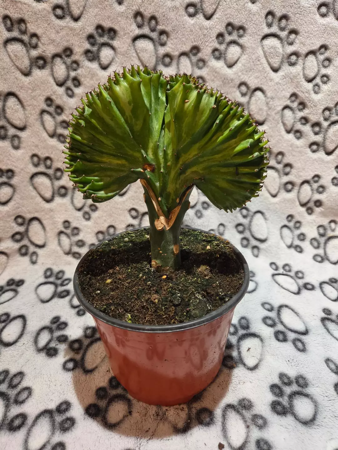 Euphorbia Lactea Sensual thumbnail