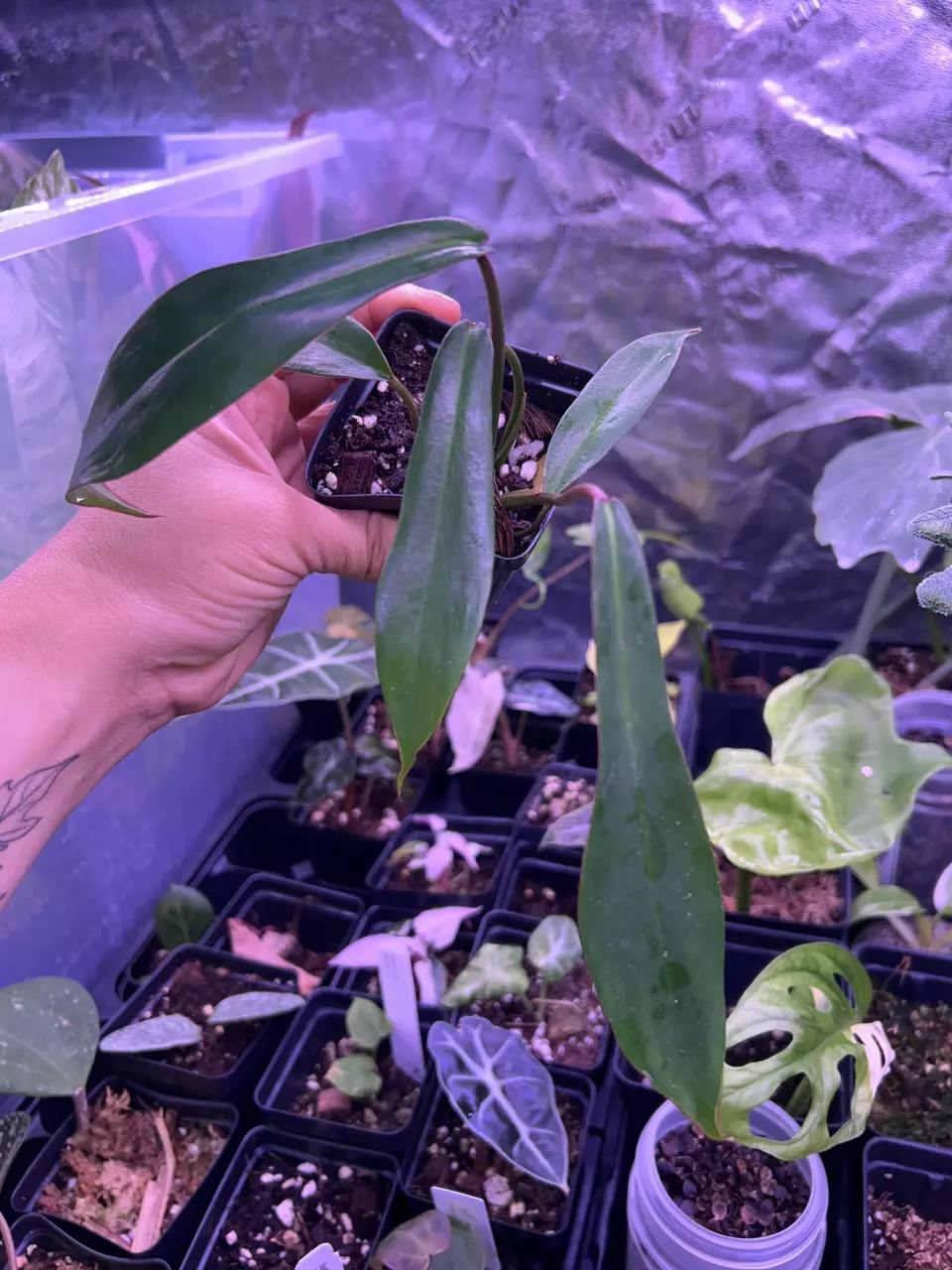 Philodendron Joepii thumbnail