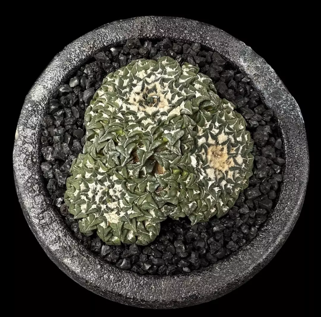 1110 - Ariocarpus kotschoubeyanus var. macdowellii from seed, Japan import 🇯🇵 thumbnail