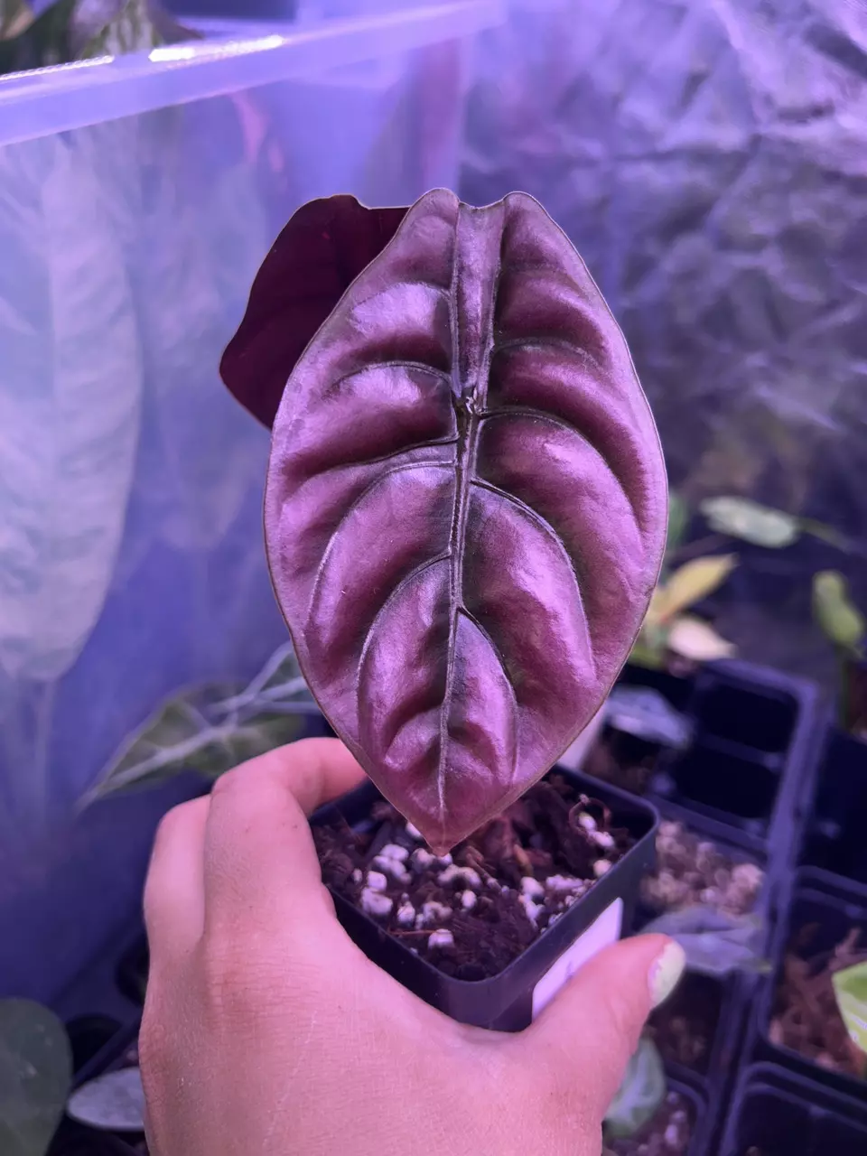 Alocasia Cuprea Red Secret thumbnail