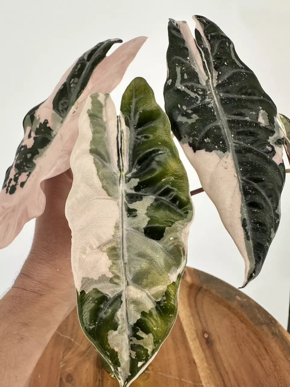 CORM:  Alocasia Chantrieri Pink Varegated thumbnail