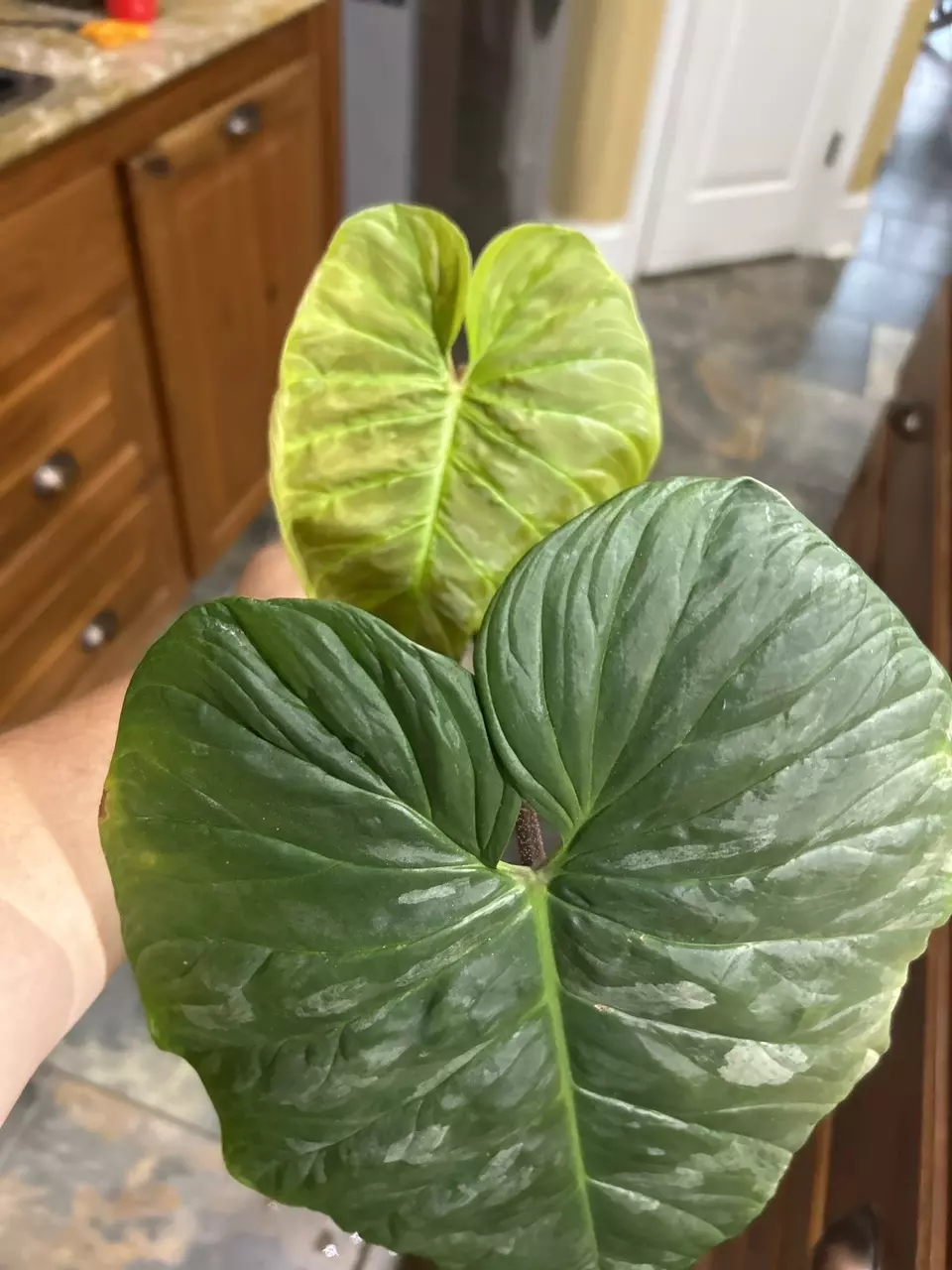 Majestic Philodendron top cut rooted and new leaf thumbnail