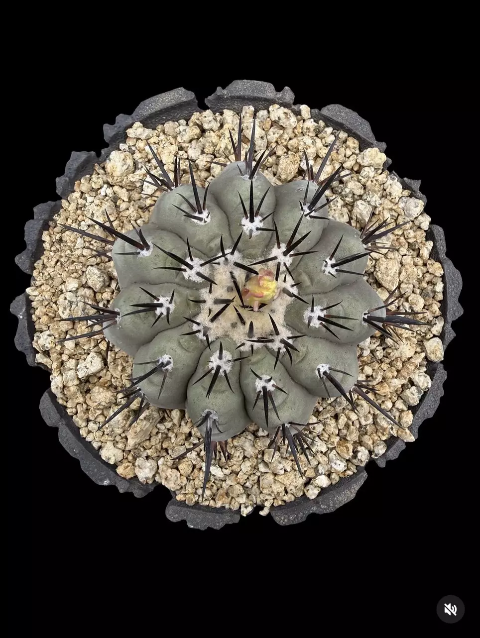 1680 - Copiapoa cinerea (16 years old from seed) Jan Novak seeds thumbnail