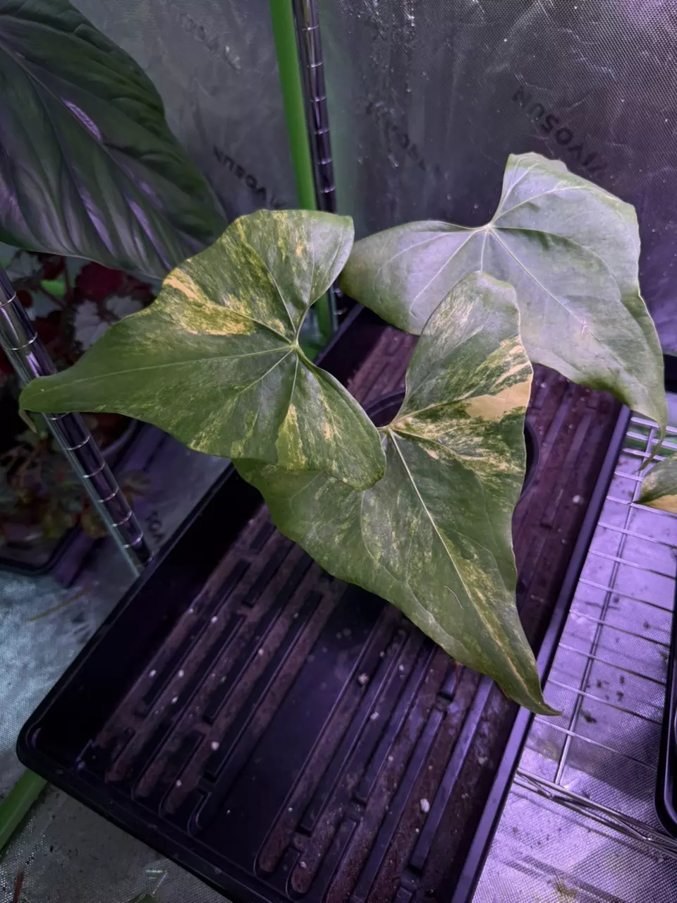 A. Variegated Pterodactyl *Flowering! thumbnail