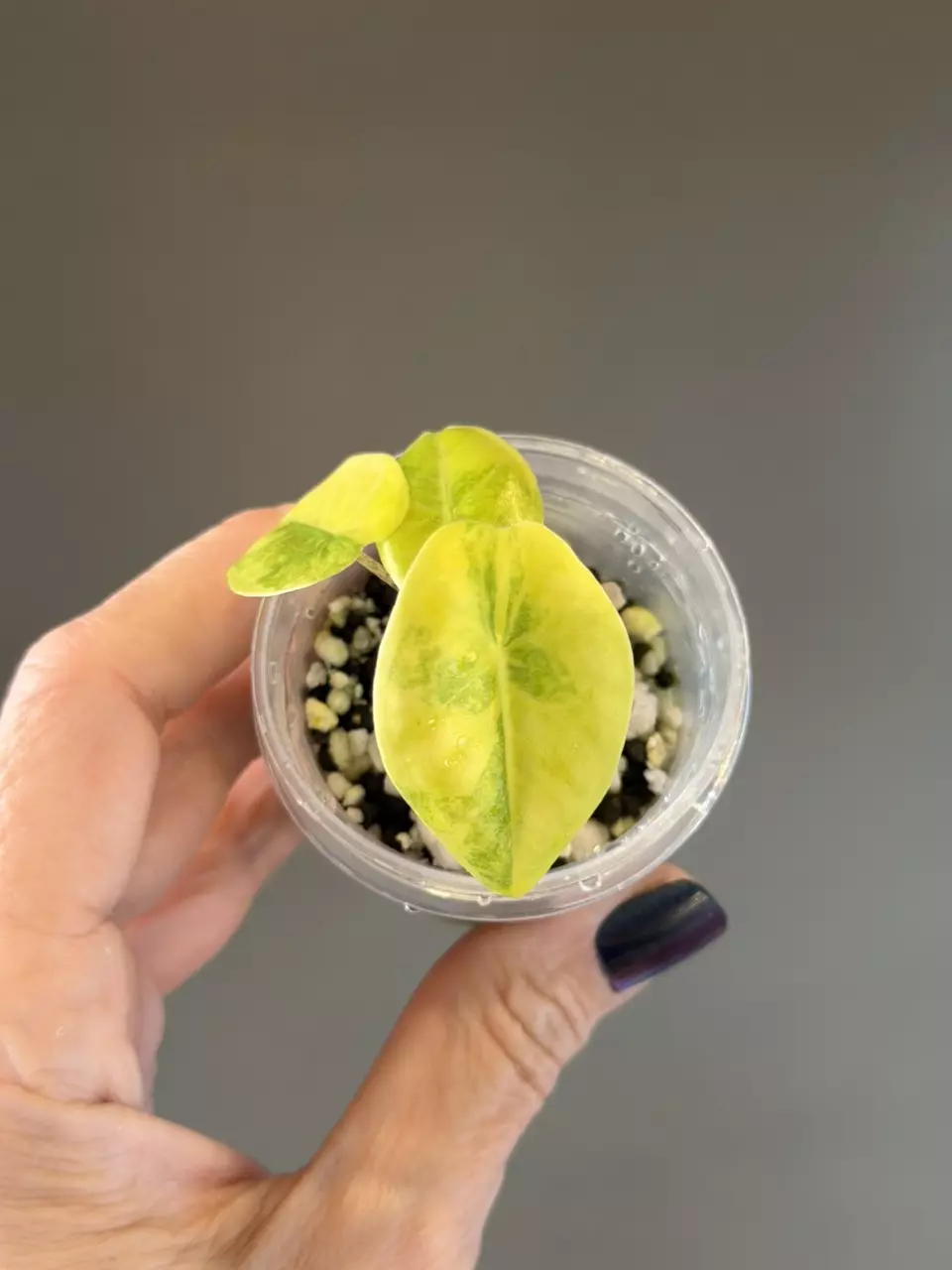 882 Alocasia Longiloba Lemon Lime Pup (corm grown) thumbnail