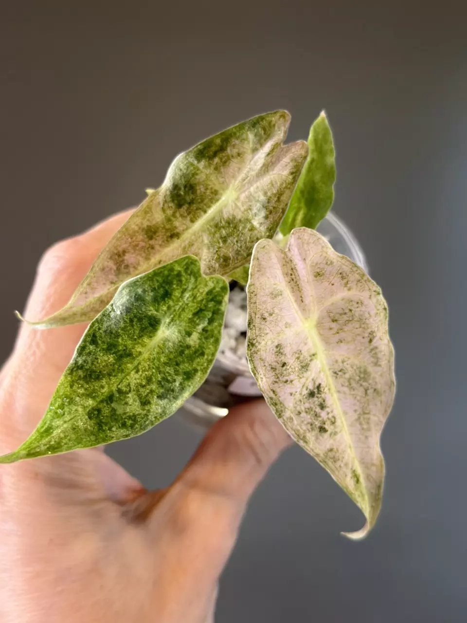 887 Alocasia Black Satun Stardust thumbnail
