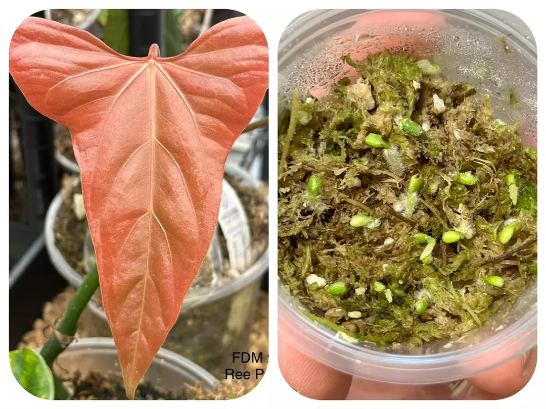 Anthurium Seeds thumbnail