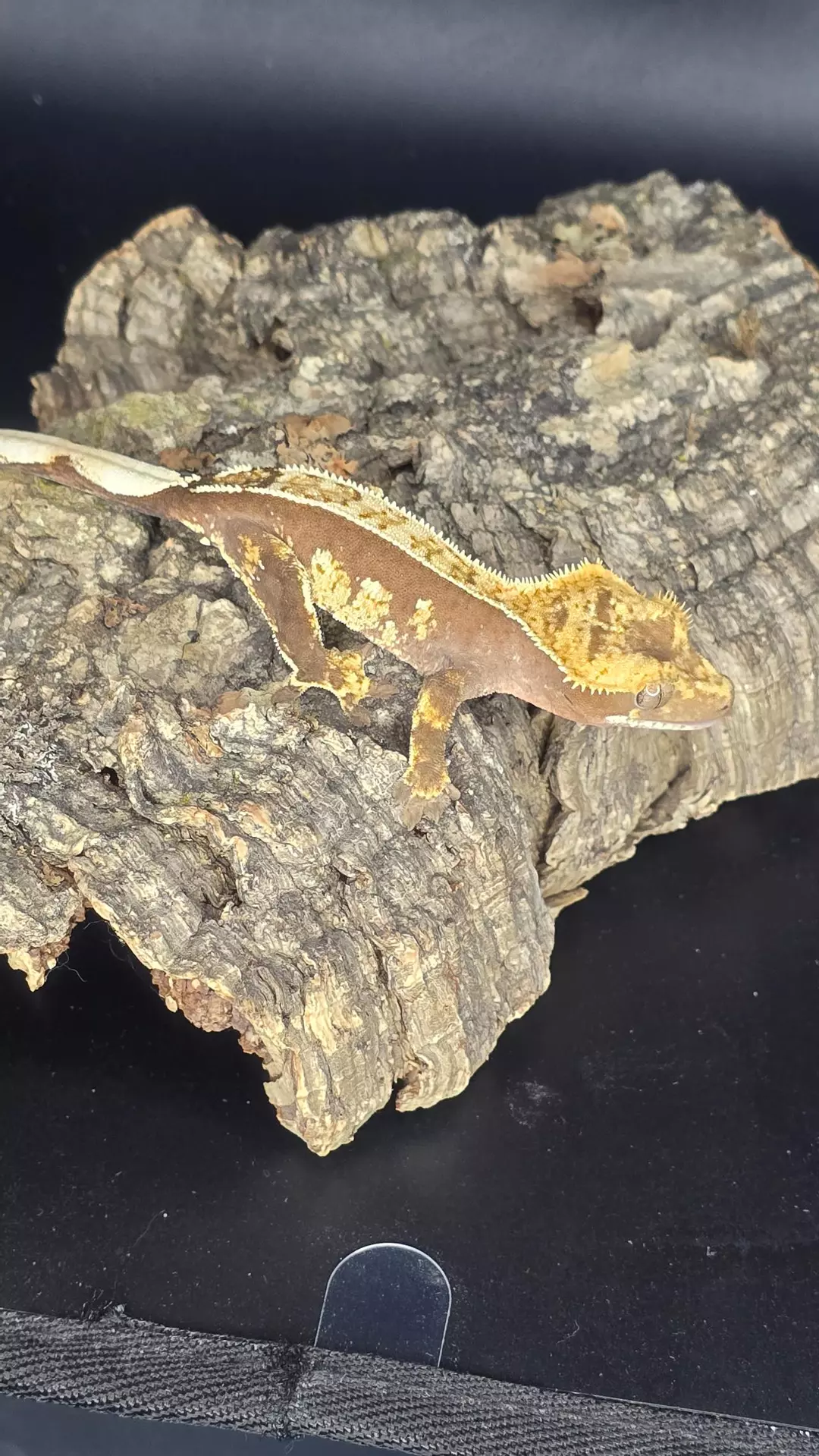 100% Het Axanthic - probable male - 14g thumbnail