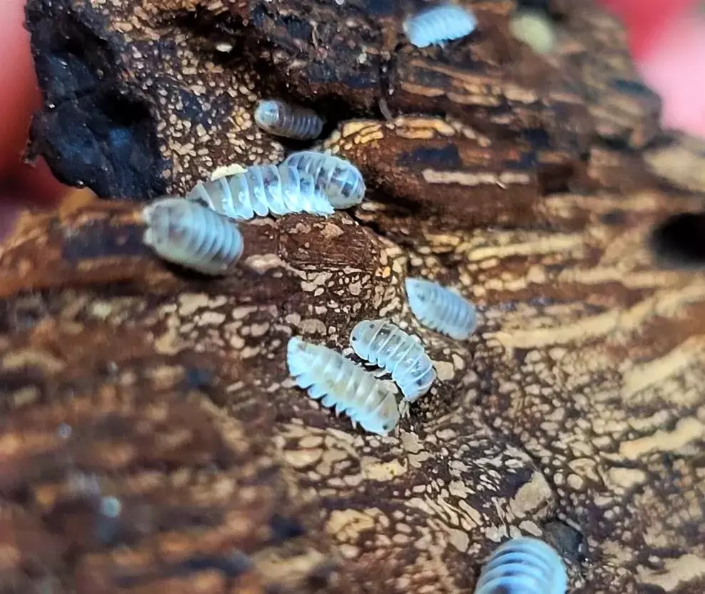10ct Venezillo parvus (Dalmatian) thumbnail