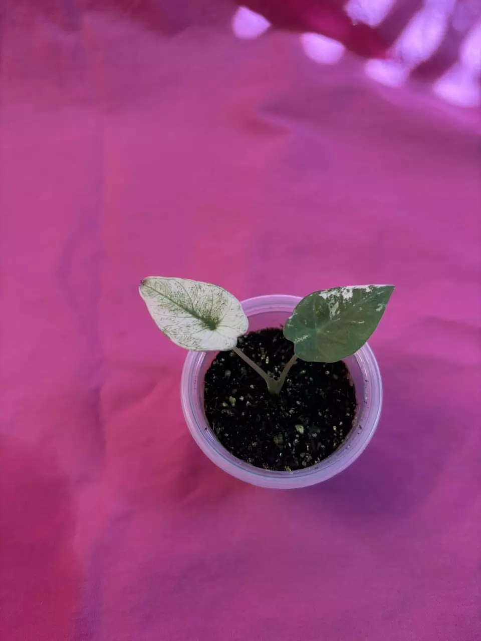 Alocasia Regal Shield Albo thumbnail