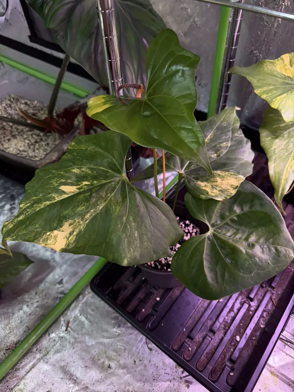 A. Variegated Pterodactyl *Flowering thumbnail