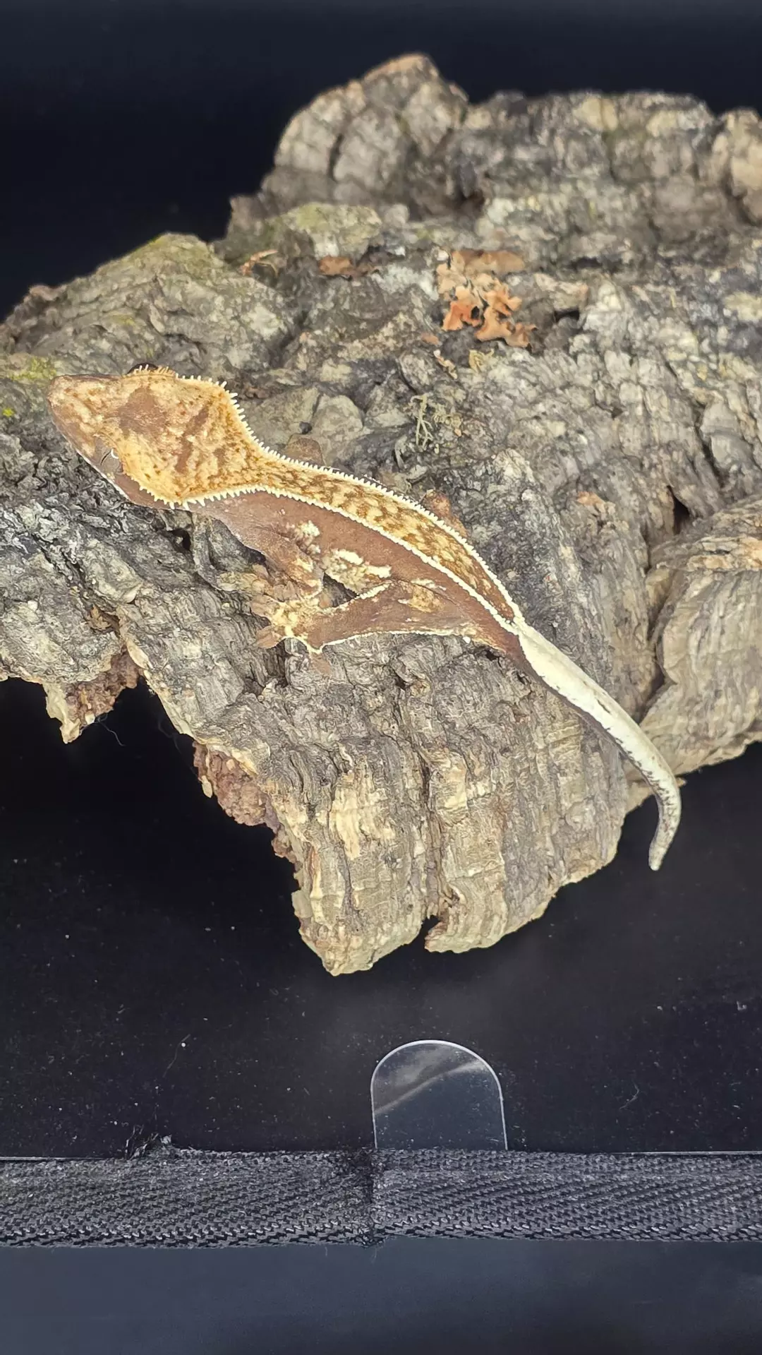100% Het Axanthic - Full Pin- npv- 5g thumbnail