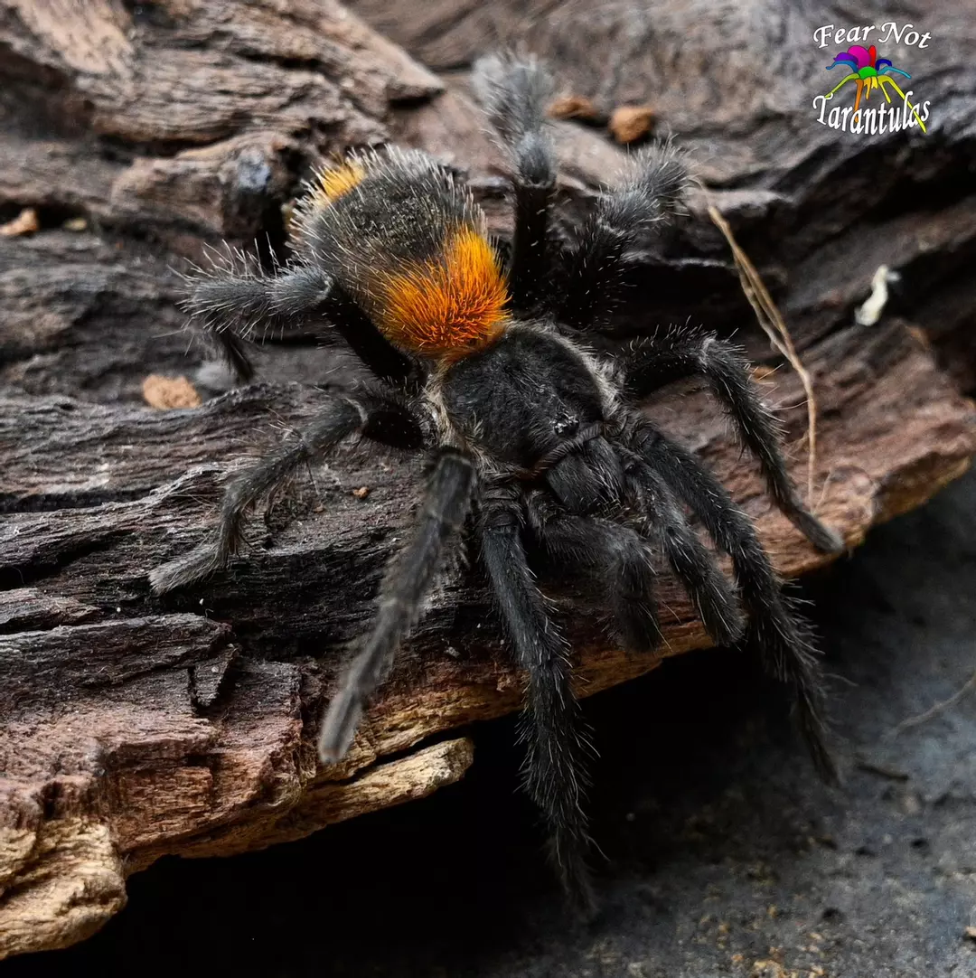 H. Chilense .5” thumbnail