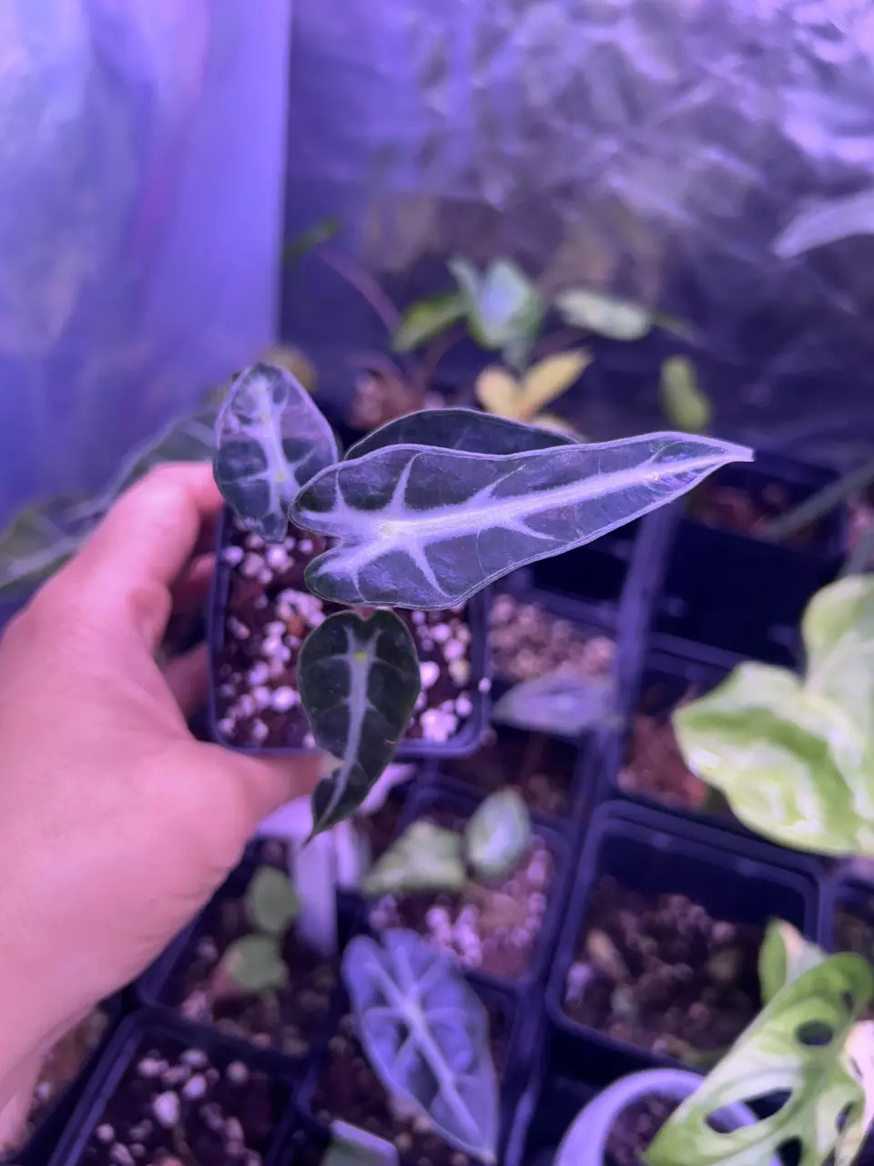 Alocasia Fairy thumbnail