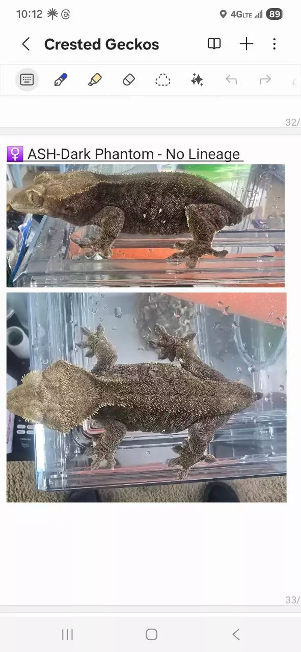 Dark Phantom - RTB female - 40g thumbnail