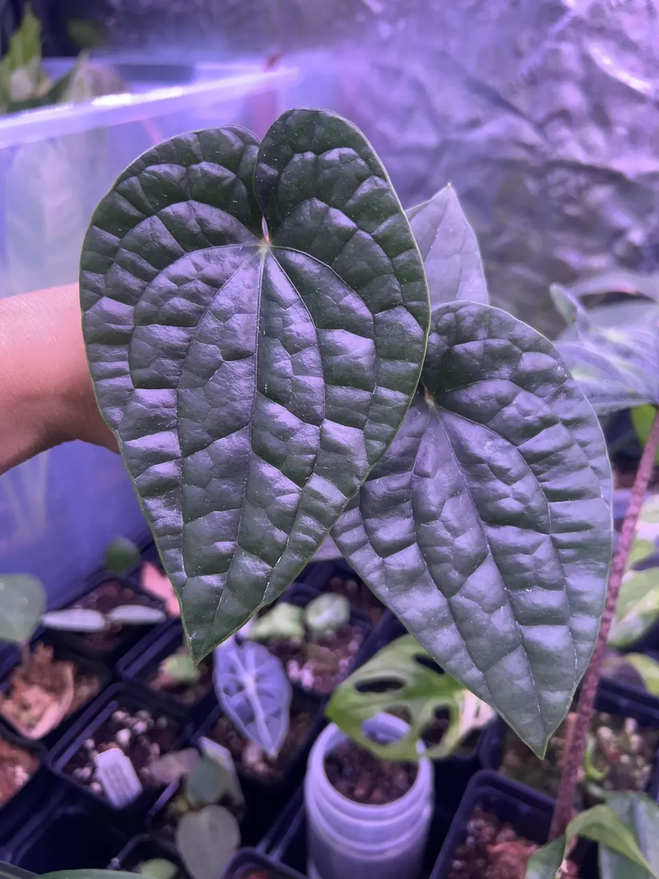 Anthurium Luxurians thumbnail