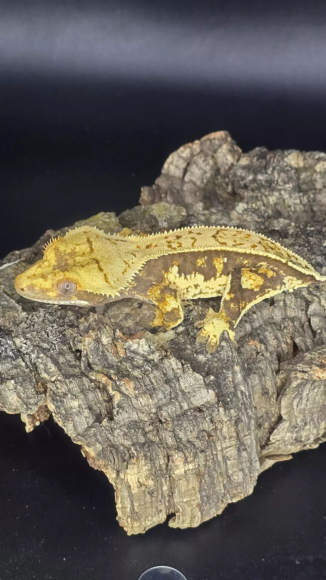 Tangerine Tri-color - female - 18g thumbnail