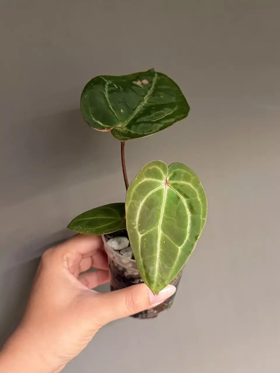 Anthurium Hybrid (Carla x Crystal) thumbnail