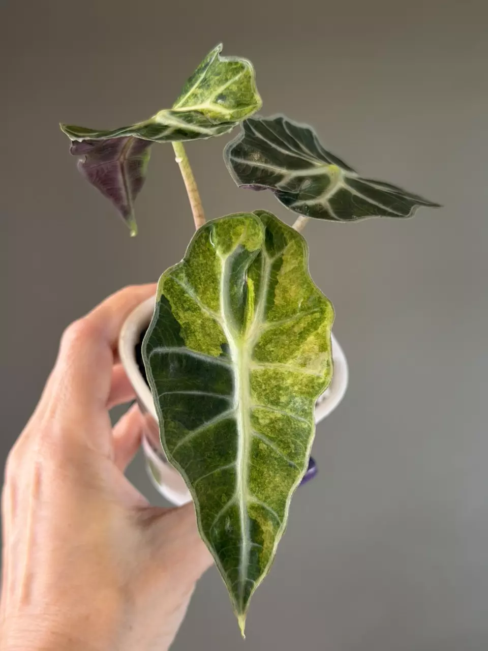 879 Alocasia Amazonica Splash (Tricolor) thumbnail