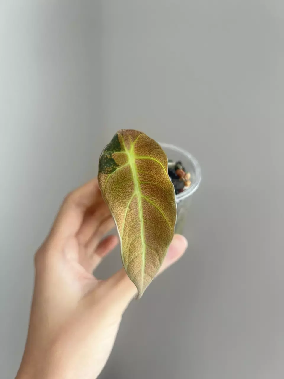 Black velvet rose gold thumbnail