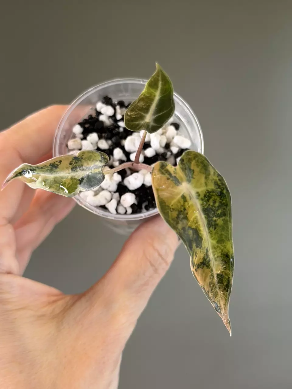 884 Alocasia Bambino Aurea thumbnail