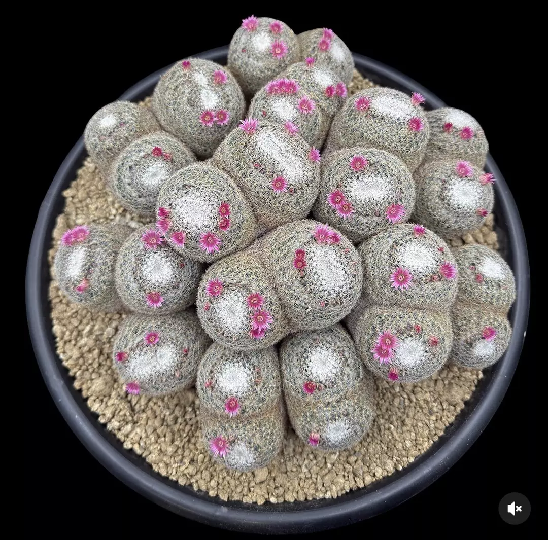 4560 - Mammillaria perbella from seed HUGE 15” pot thumbnail