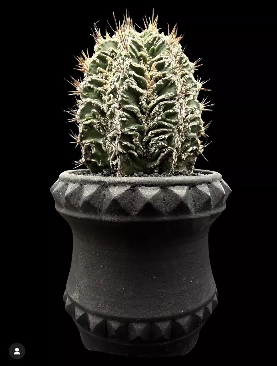 1421 - Astrophytum ornatum cv. Fukuryu Hannya from seed thumbnail