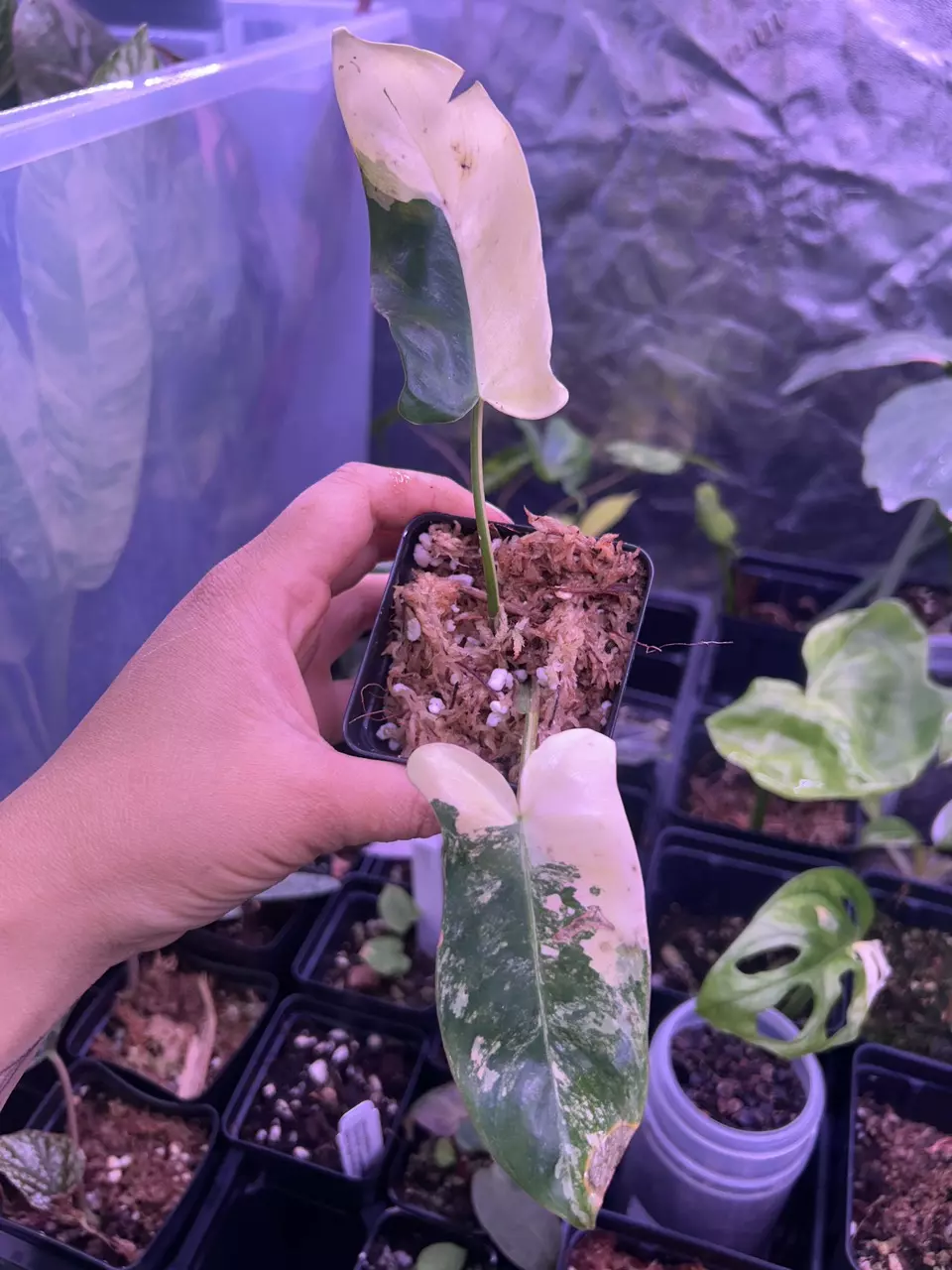 Philodendron Florida Beauty x Paraiso Verde thumbnail