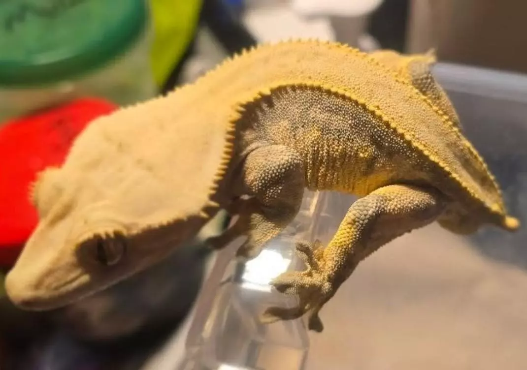 Lavendar Based Tangerine - male  37g RTB thumbnail