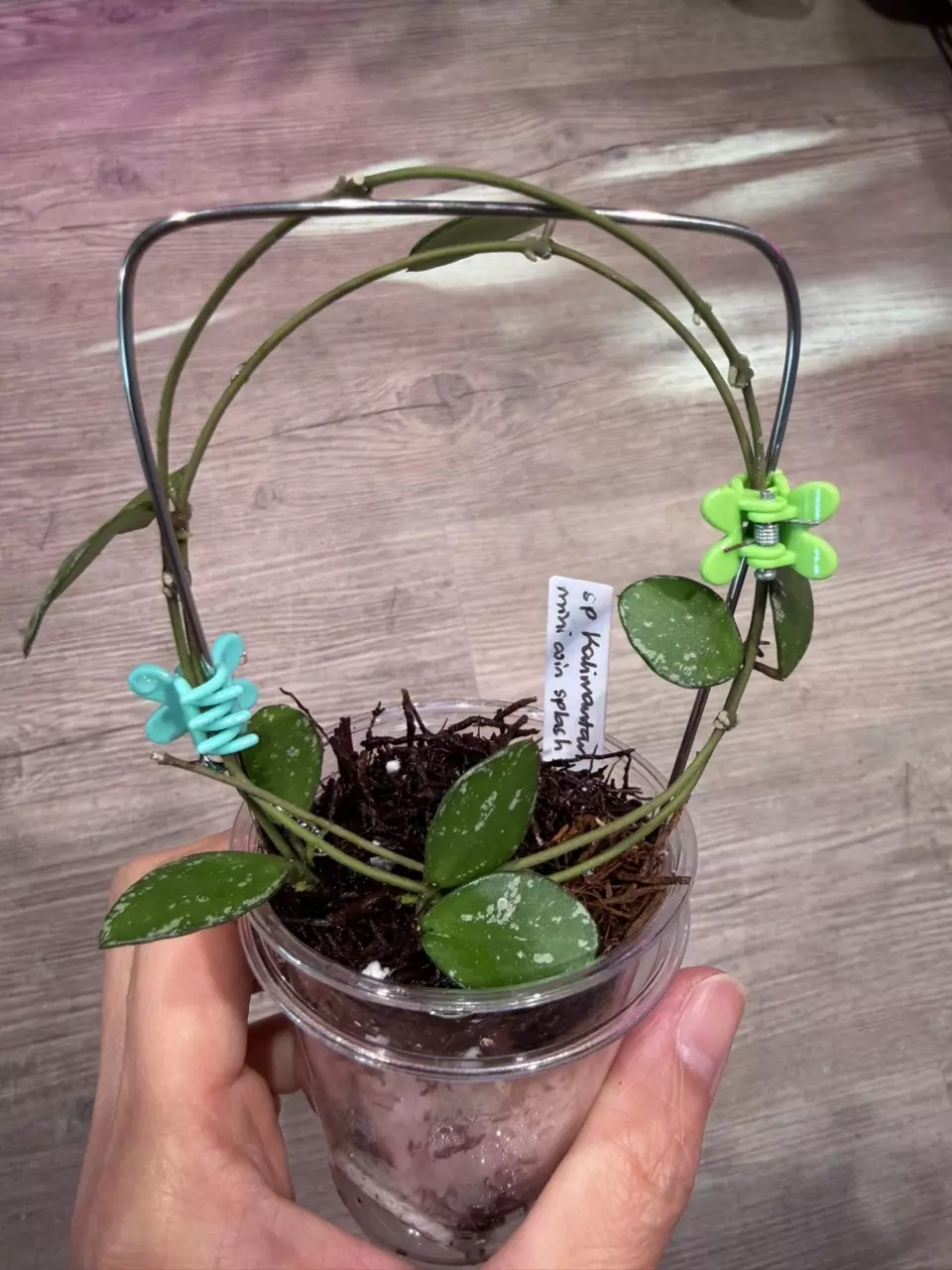 Hoya sp Kalimantan mini coin splash thumbnail