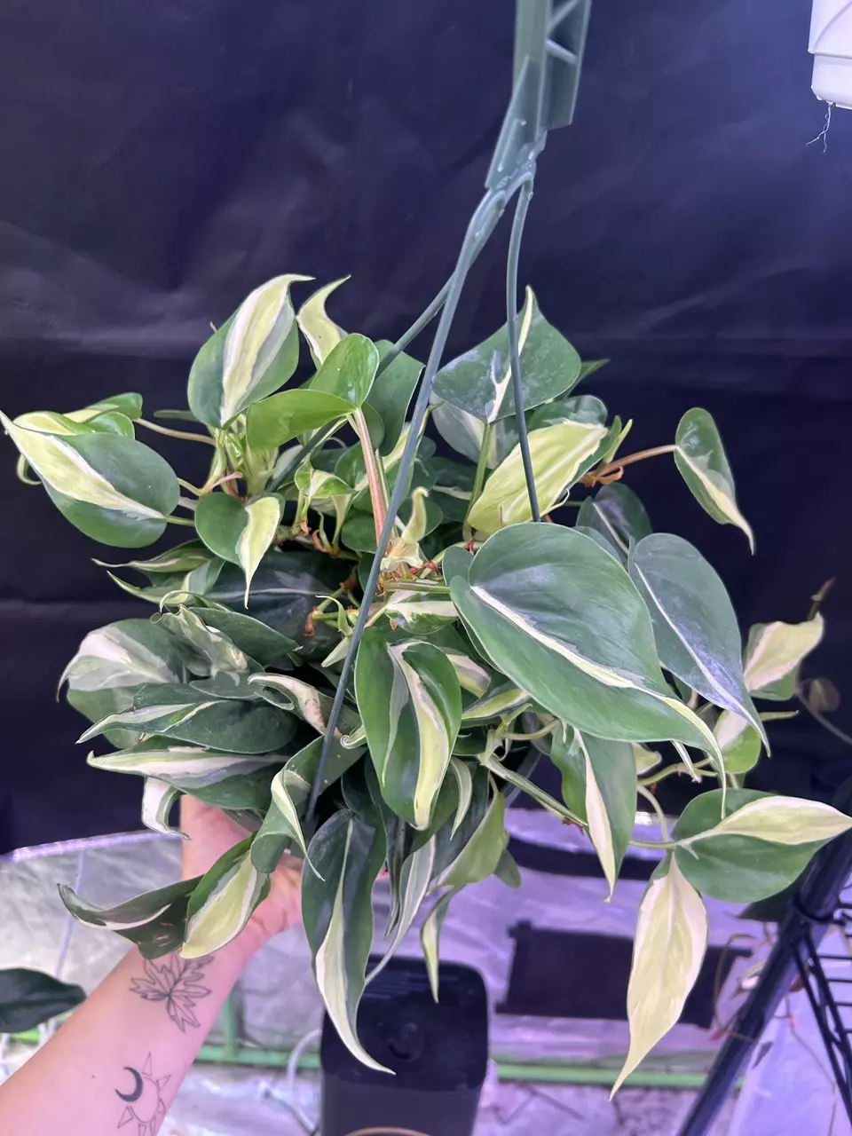 Philodendron Silver stripe 8 in hanging basket thumbnail