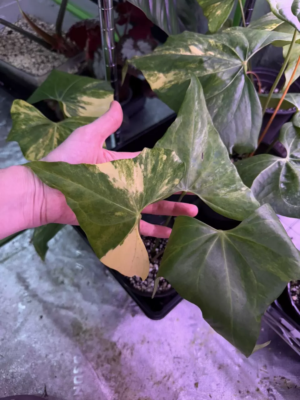 A. Variegated Pterodactyl thumbnail