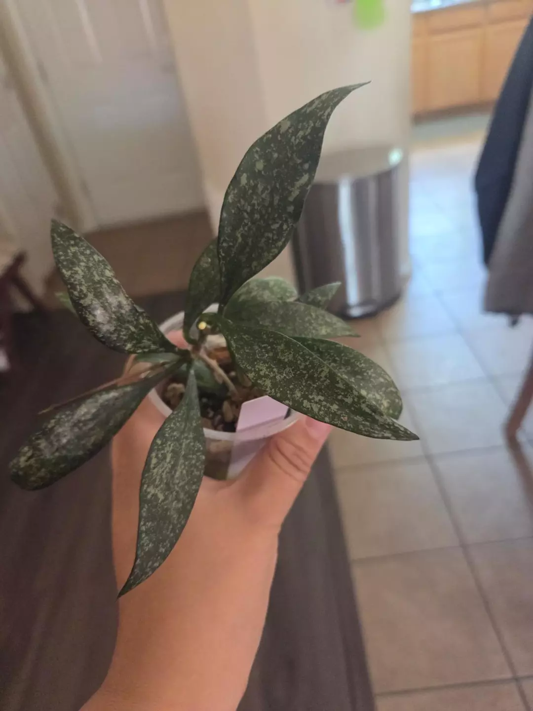 Hoya parviflora *rooted* thumbnail