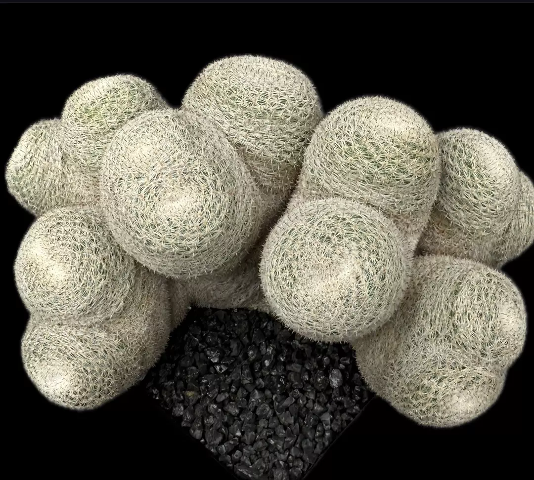 2385 - Mammillaria microthele from seed thumbnail