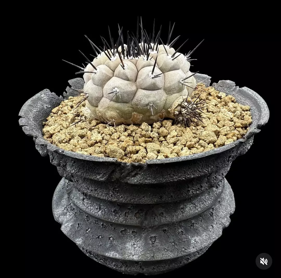 1672 - Copiapoa cinerea from seed (Jan Novak seeds) 16 years old. thumbnail