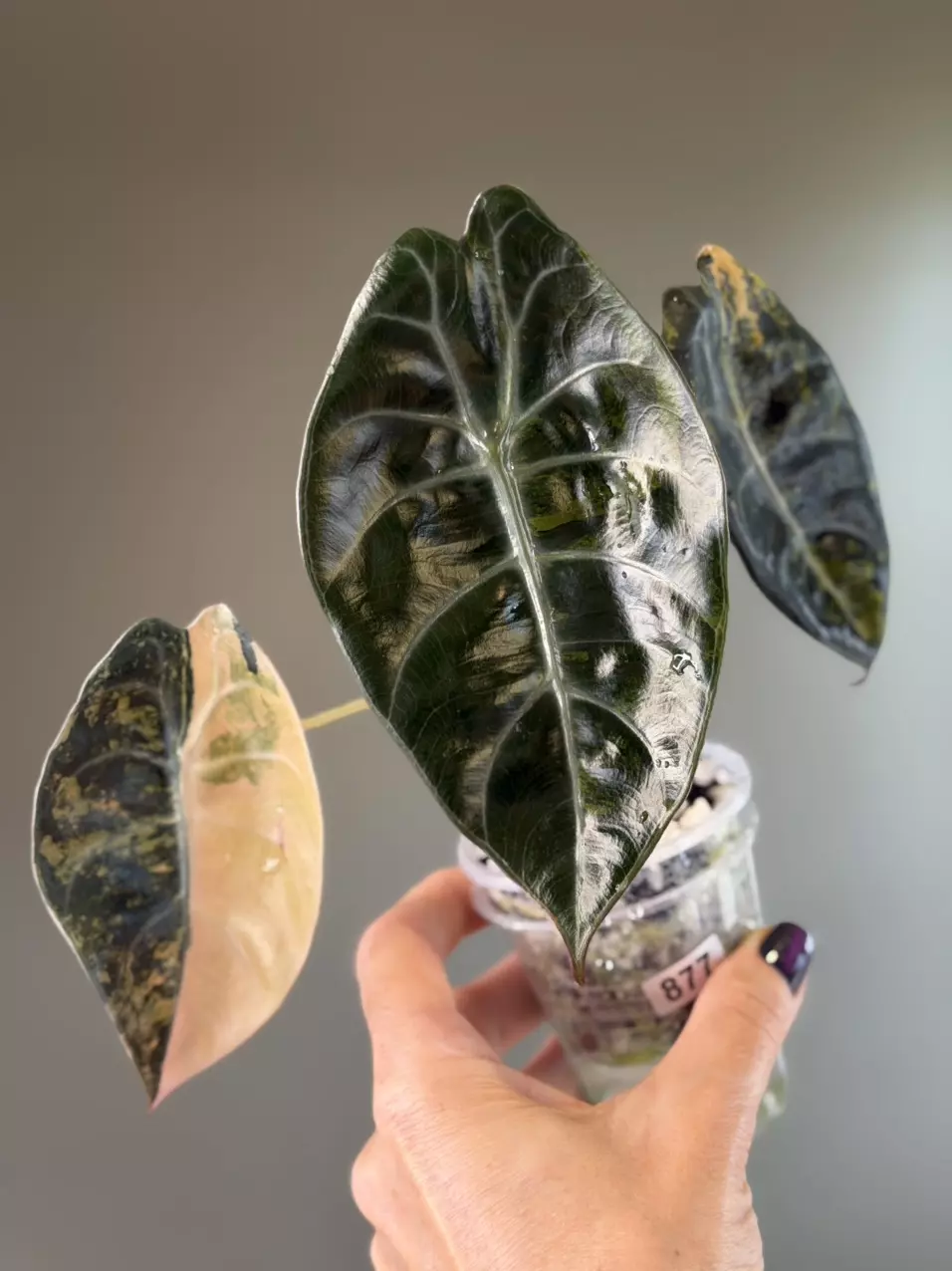 877 Alocasia Sedenii Aurea thumbnail