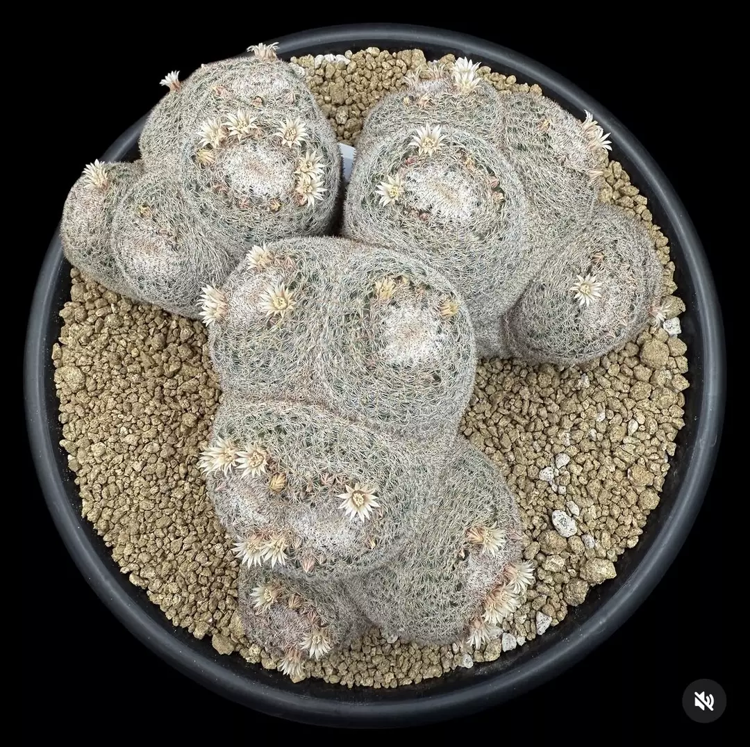 1491 - Mammillaria microthele from seed 15” pot HUGE thumbnail