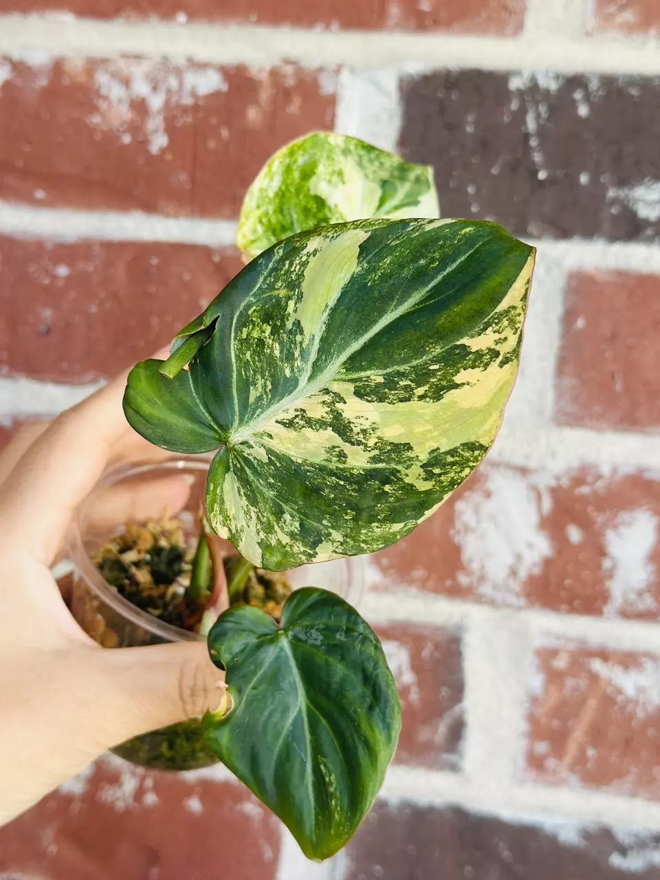 Philodendron Gloriousum Type 2 thumbnail