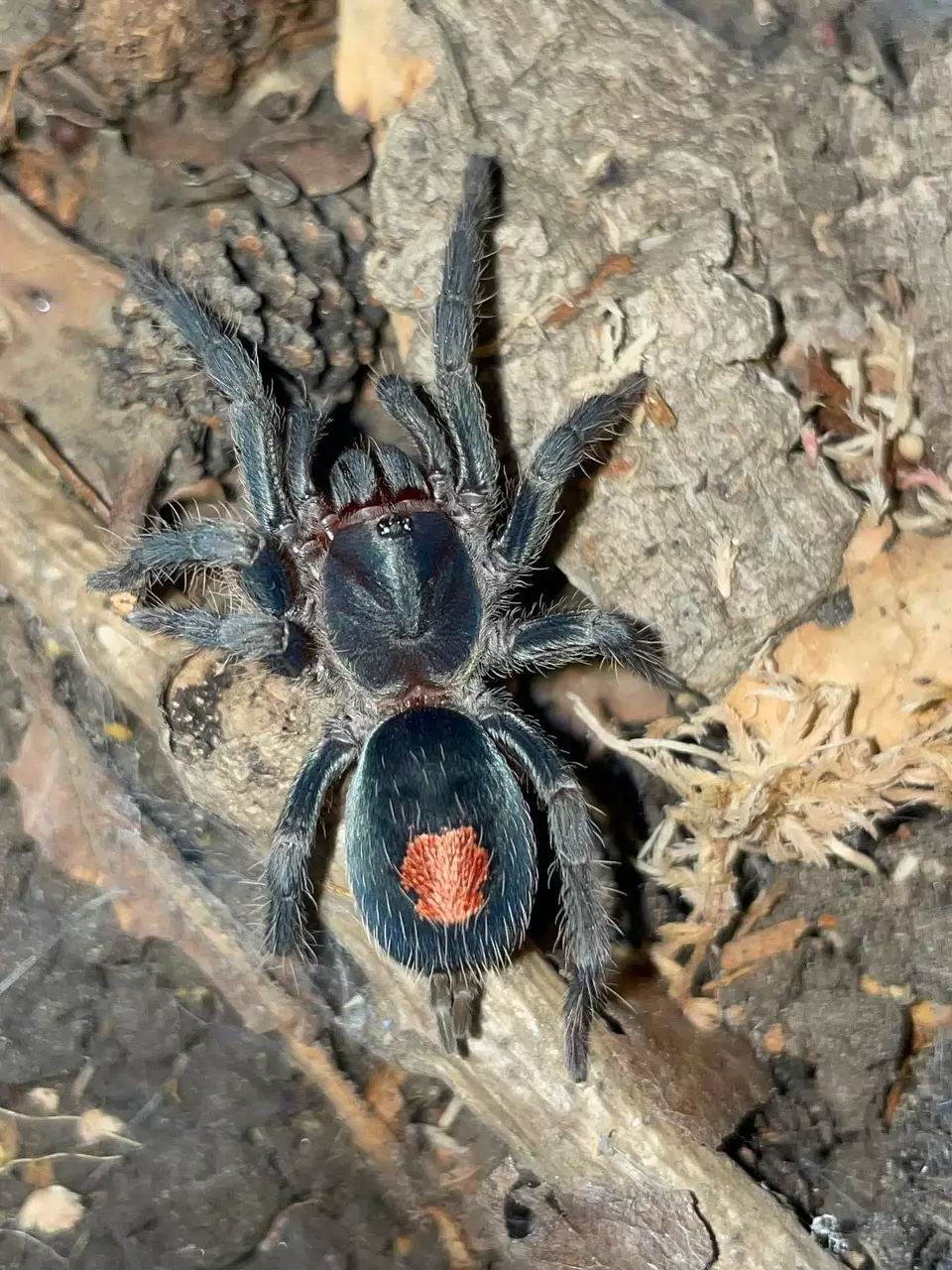 Oronegro .5” thumbnail