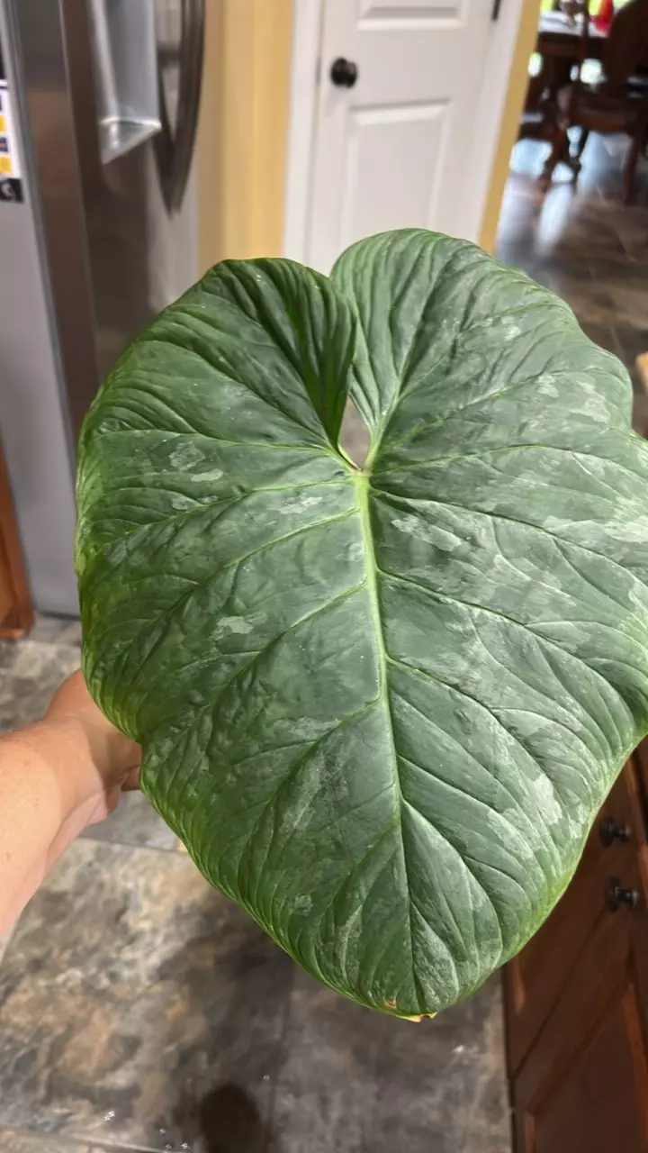 Majestic Philodendron mid cut rooted thumbnail