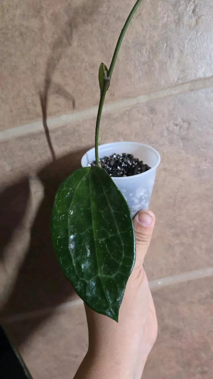 Hoya aff. latifolia IML 1590 (former aff. clandestina) thumbnail