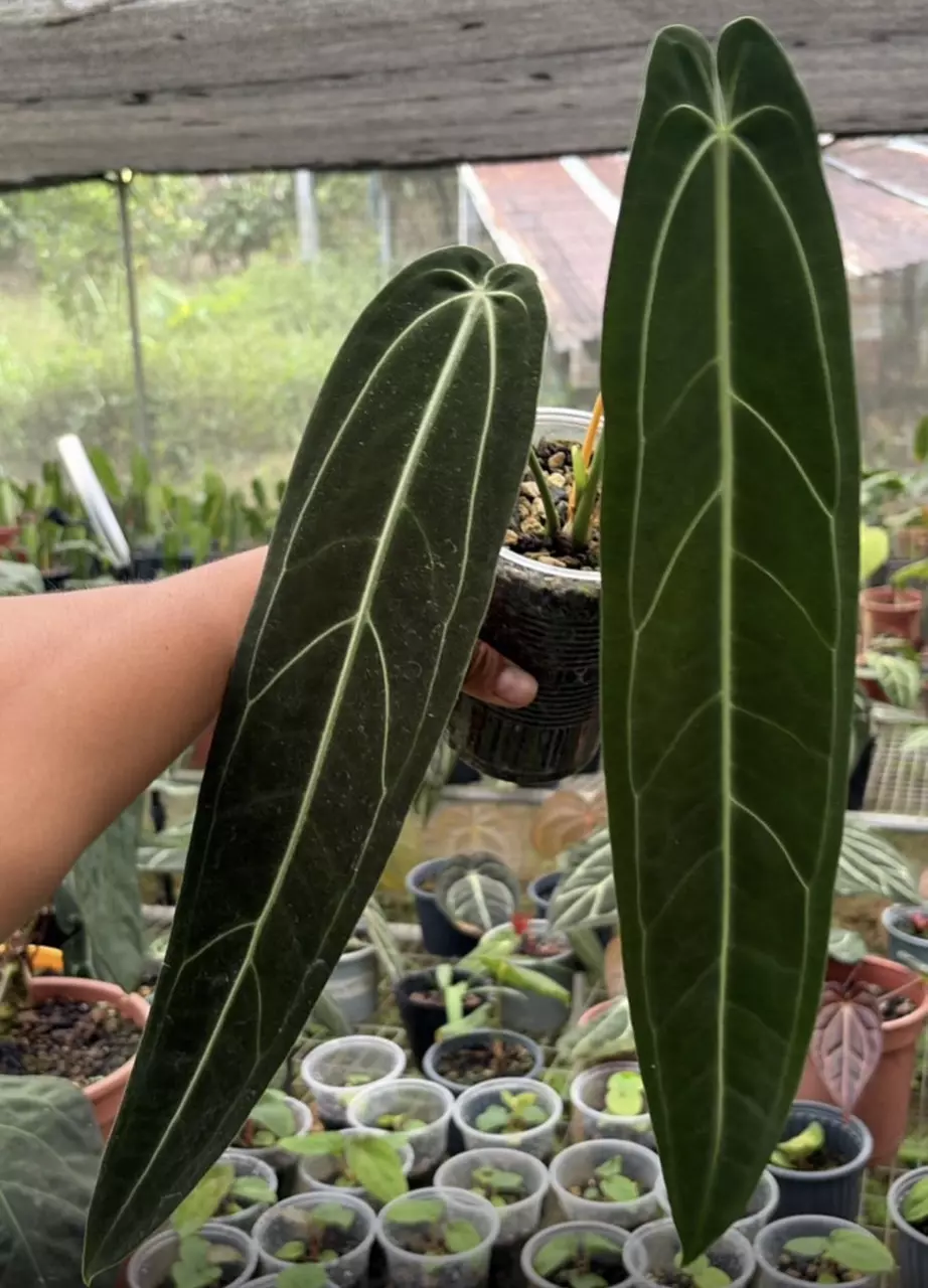 Anthurium Warocqueanum thumbnail