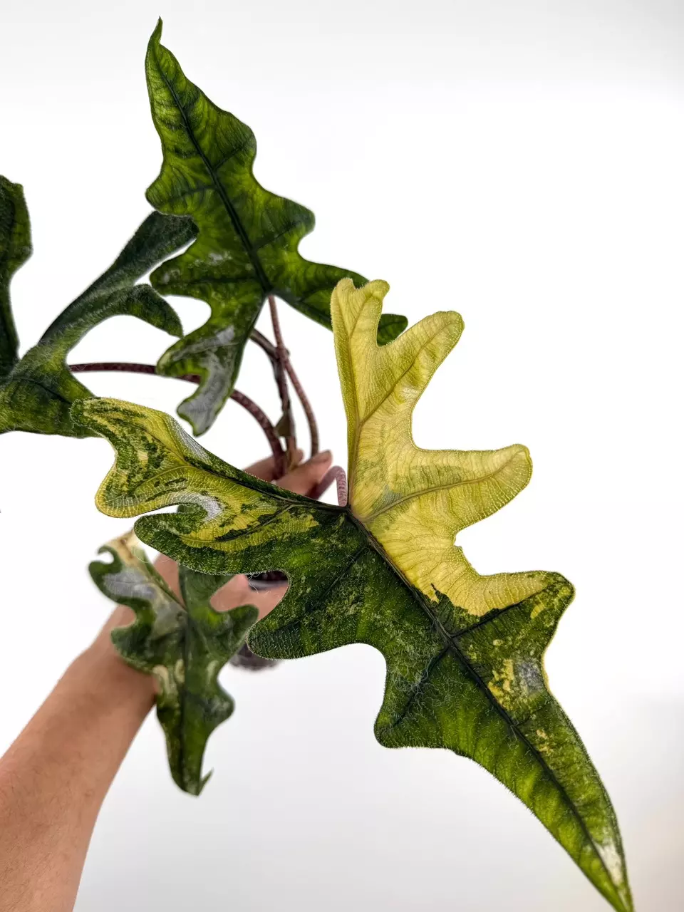 CORM: Alocasia Jacklyn Tri-color (size small) thumbnail