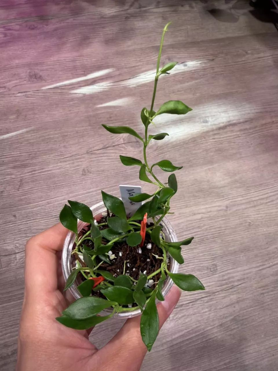 Hoya Mamasa thumbnail