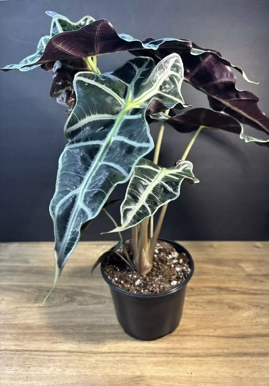 Alocasia Polly 6” 3558 thumbnail